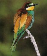 The bee eater