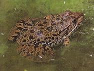 The painted frog