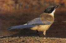 The azure-winged magpie